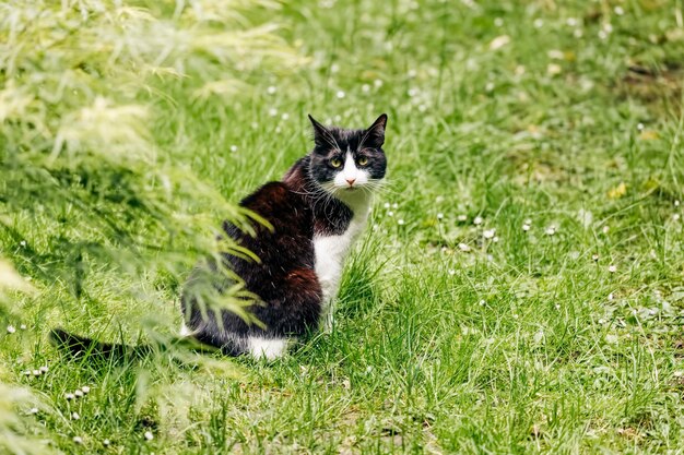 Portrait of cat on grass