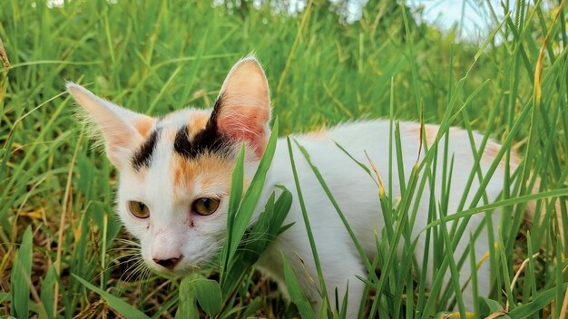 Portrait of a cat on grass