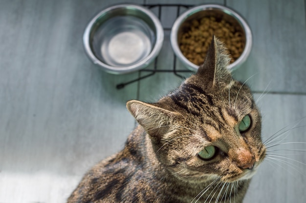 Portrait of a cat on a gray floor with water and dry food close up