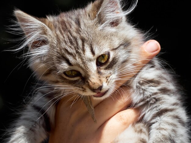 Portrait of cat in the hands.