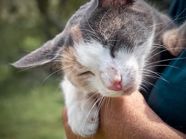 Portrait of cat in the hands.