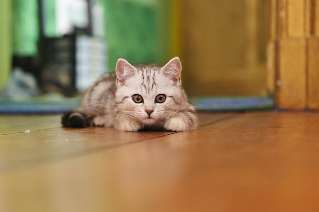 家の猫の肖像画