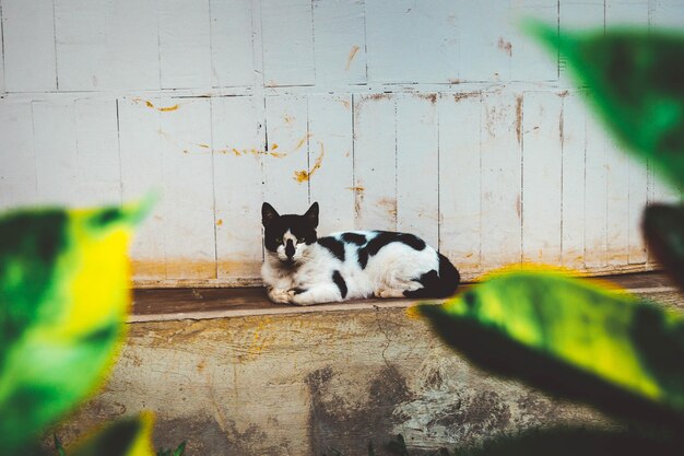 Portrait of cat at home