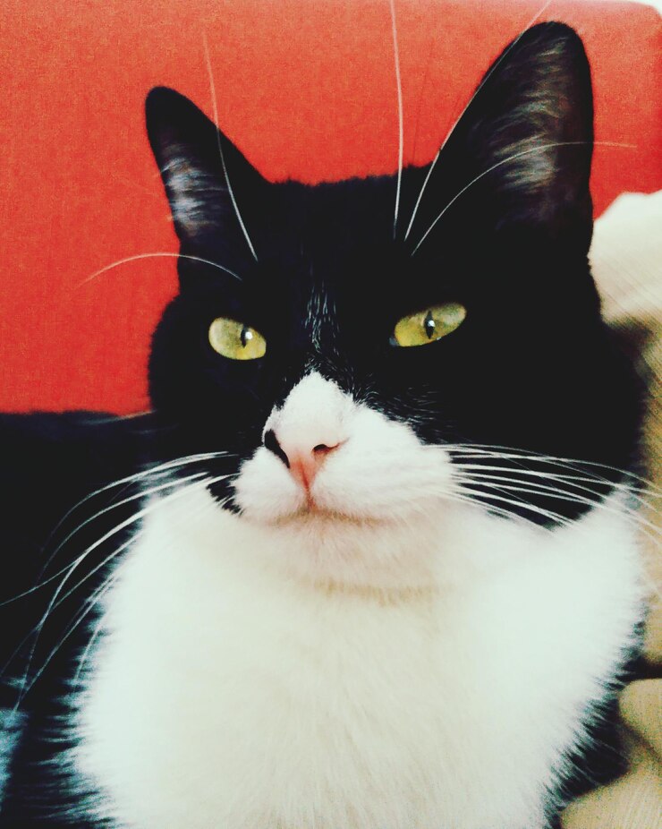 Photo portrait of cat at home