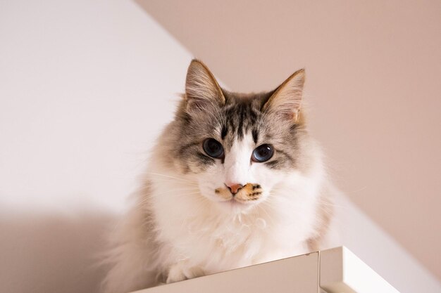 Photo portrait of cat at home