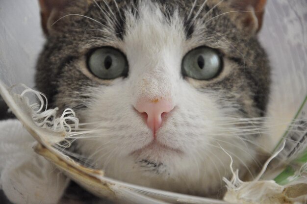 Photo portrait of cat at home