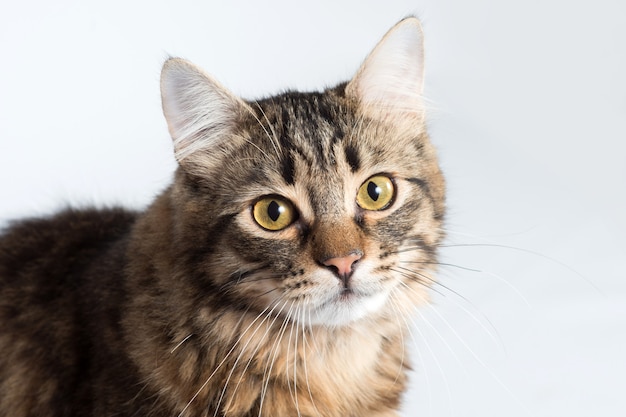 Portrait of a cat on a light background