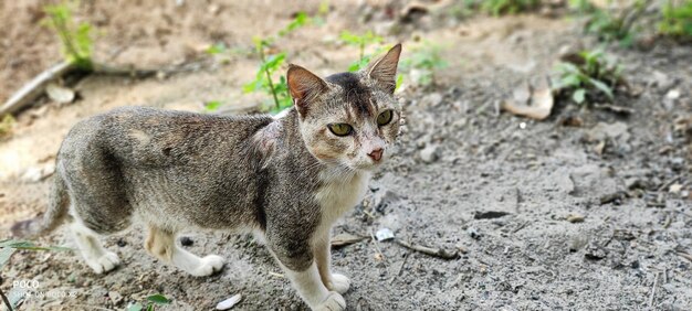 Portrait of a cat looking away