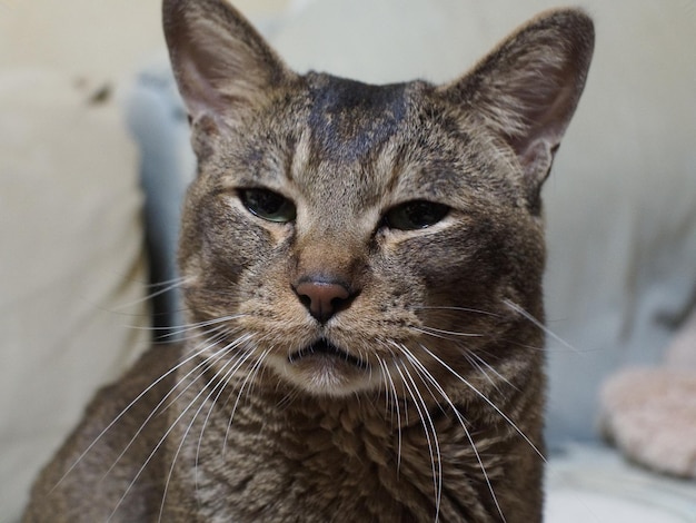 Photo portrait of cat looking away