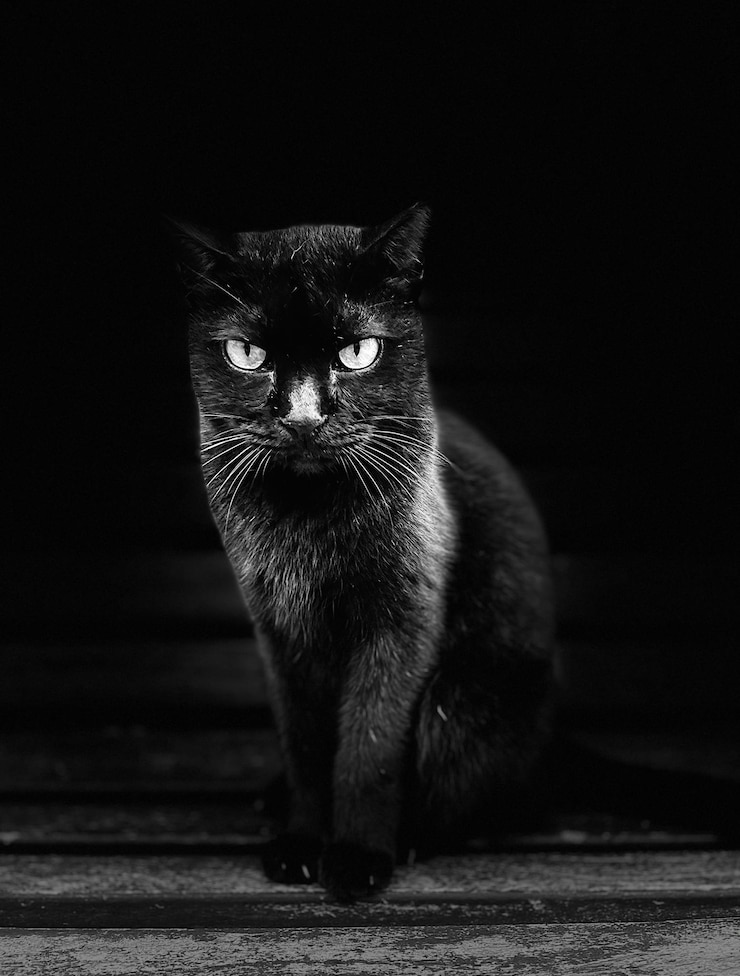 Фотография портрет кошки, смотрящей в камеру