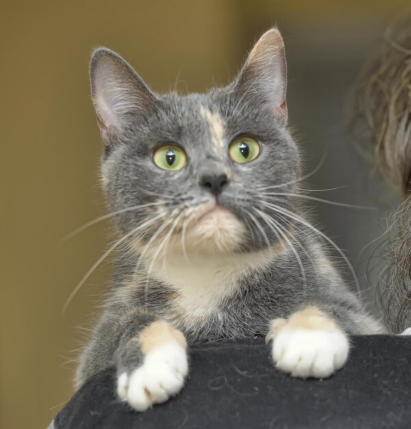 Portrait of cat looking at camera