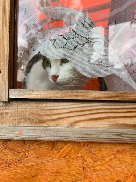 Foto ritratto di un gatto che guarda attraverso la finestra