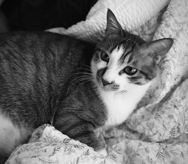 Portrait of cat lying on bed at home