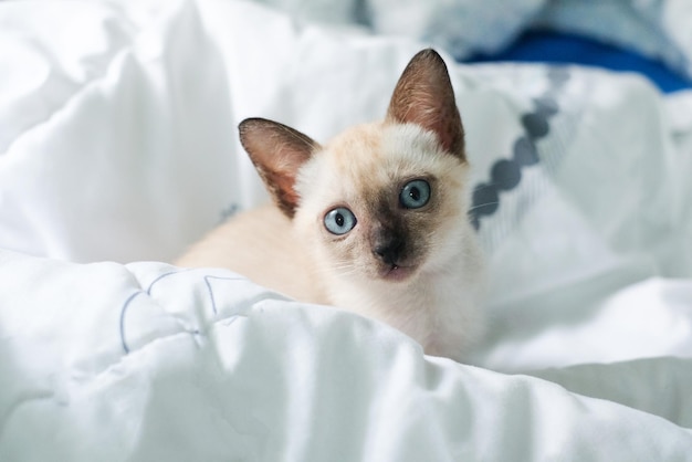 Photo portrait of cat lying on bed