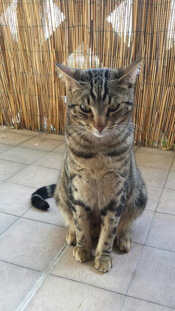 Ritratto di un gatto sdraiato sul letto