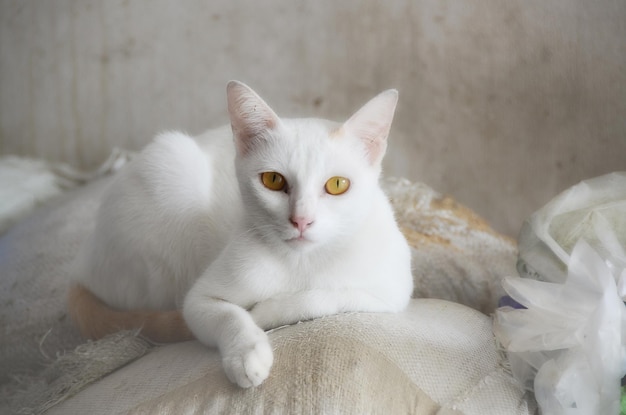 Photo portrait of cat lying on bed