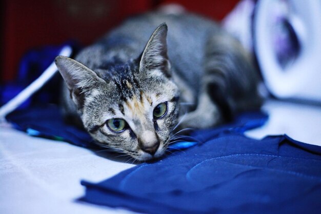 Photo portrait of cat lying on bed