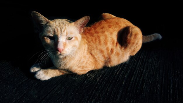 Photo portrait of a cat lying on black background