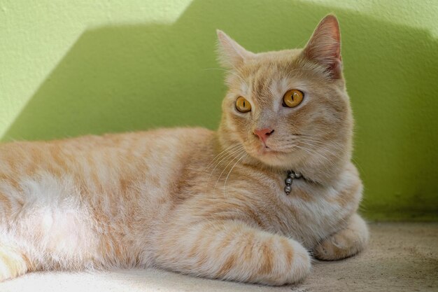 Portrait of cat lying down