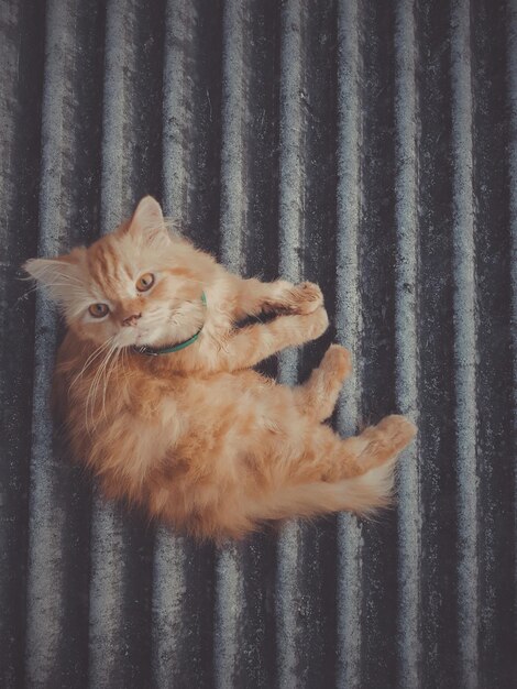 Portrait of cat lying on floor