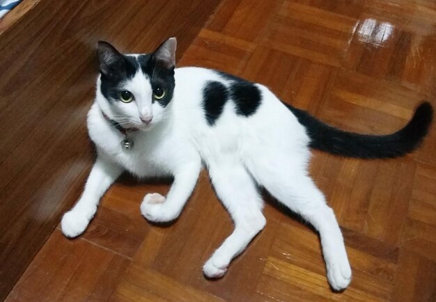 Portrait of cat lying on floor