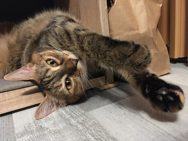 Photo portrait of a cat lying on floor