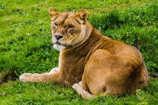 Photo portrait of a cat lying on grass