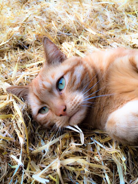 Portrait of cat lying on grass