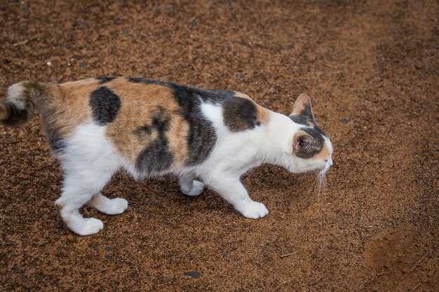 Photo portrait of cat lying and smelling the floor