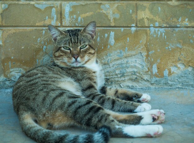 Portrait of cat lying on wall