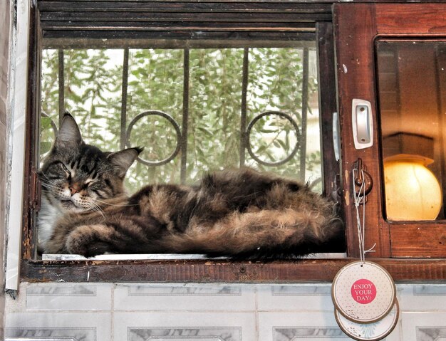 Foto ritratto di un gatto sdraiato sulla finestra
