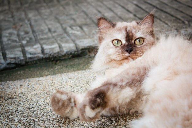 Portrait of a cat outdoor in the garden.