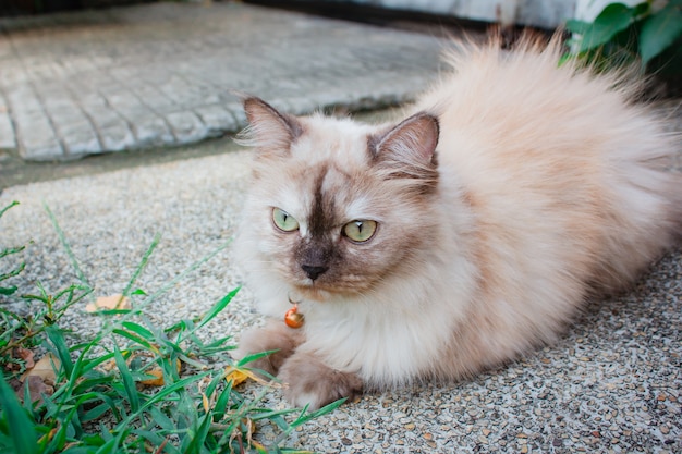 Portrait of a cat outdoor in the garden.