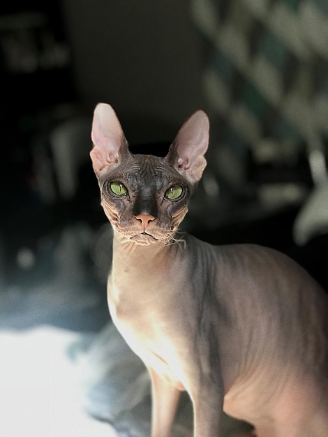 外にいる猫の肖像画
