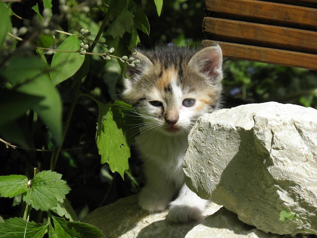 Photo portrait of cat on a plant