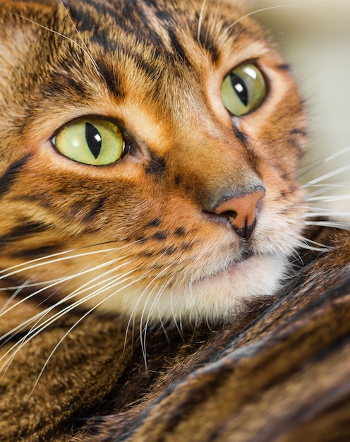 Foto ritratto di gatto razza rara di toyger closeup tigre giocattolo