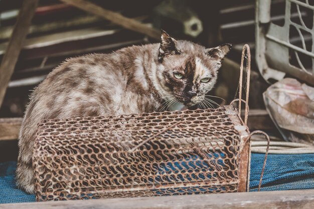 Foto ritratto di un gatto che si rilassa nel cesto