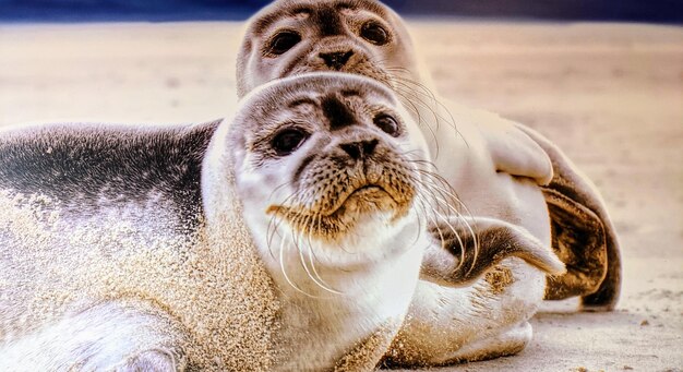 Photo portrait of cat relaxing on beach