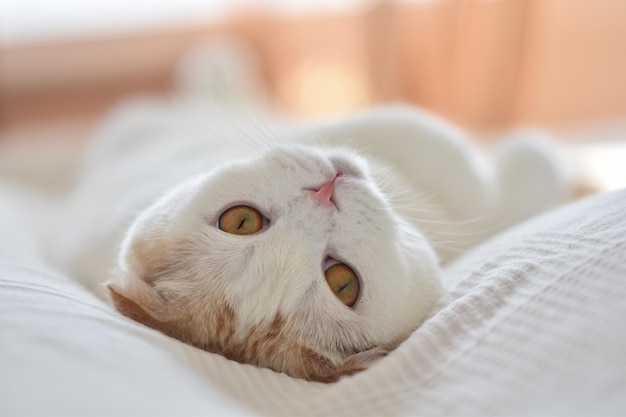 Портрет кошки, отдыхающей на кровати