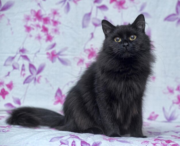 Portrait of cat relaxing on bed