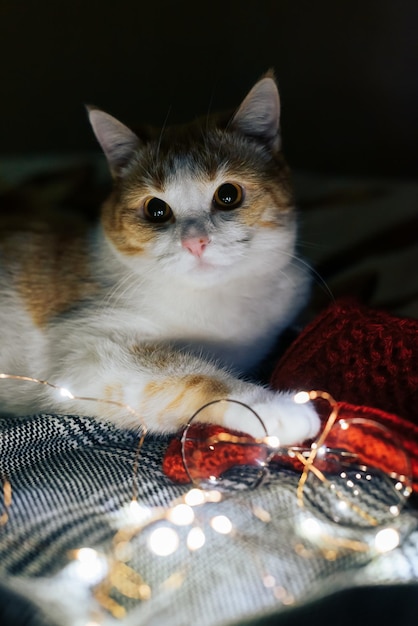 Photo portrait of cat relaxing on bed