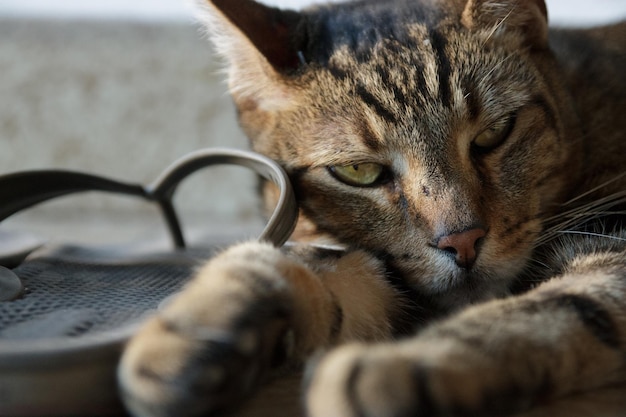 スリッパでリラックスしている猫の肖像画