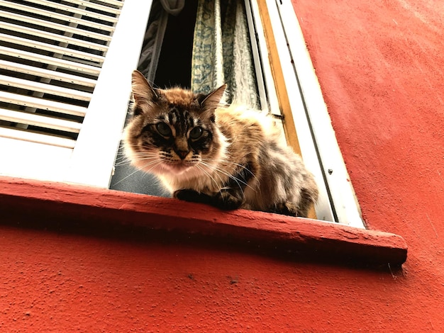 Portrait of cat relaxing by window