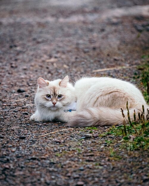 Photo portrait of cat relaxing on field