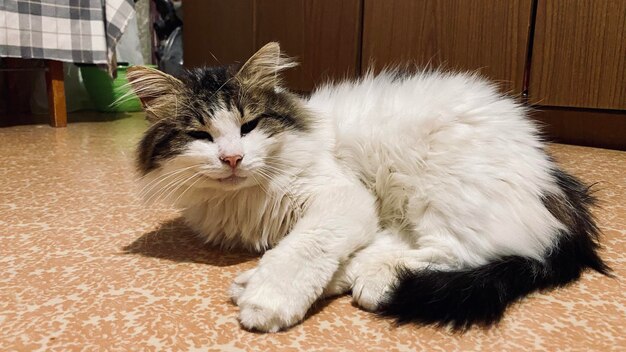 Portrait of cat relaxing on floor at home