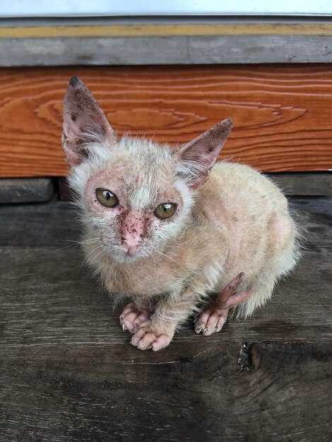 Photo portrait of cat relaxing on floor