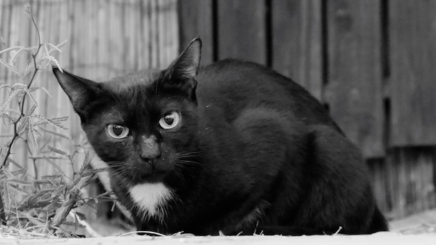 Portrait of cat relaxing on floor