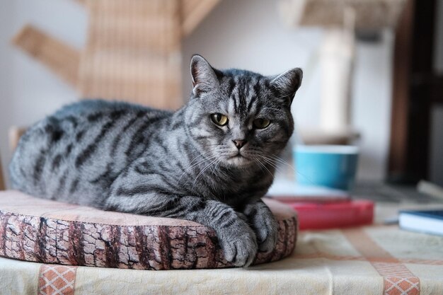 Photo portrait of cat relaxing at home