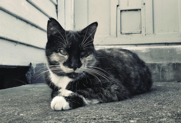 Photo portrait of cat relaxing outdoors