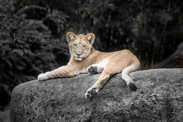 Foto ritratto di un gatto che si rilassa sulla roccia